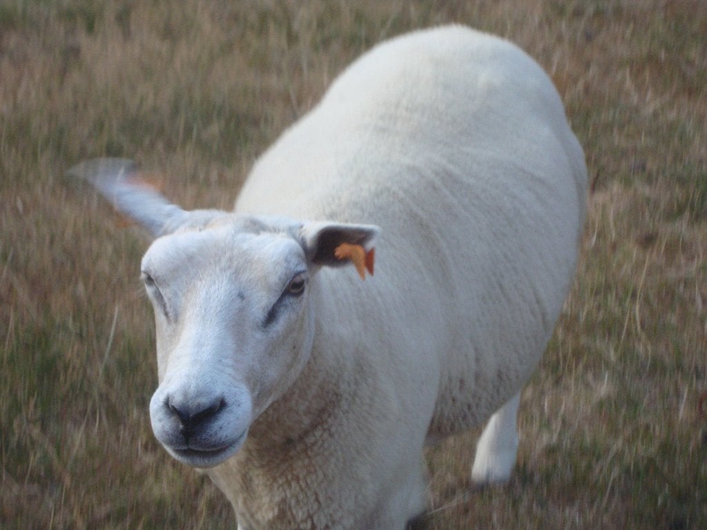 schapen, Animaux & Accessoires, Femelle, Mouton, 3 à 5 ans