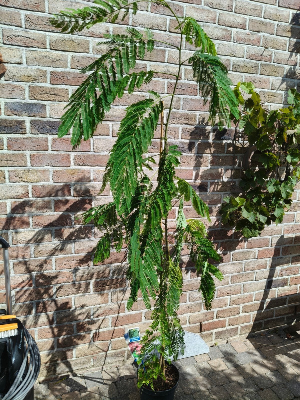 Perzische slaapboom – Albizia julibrissin 'Ombrella', Enlèvement, Été, Plante fixe
