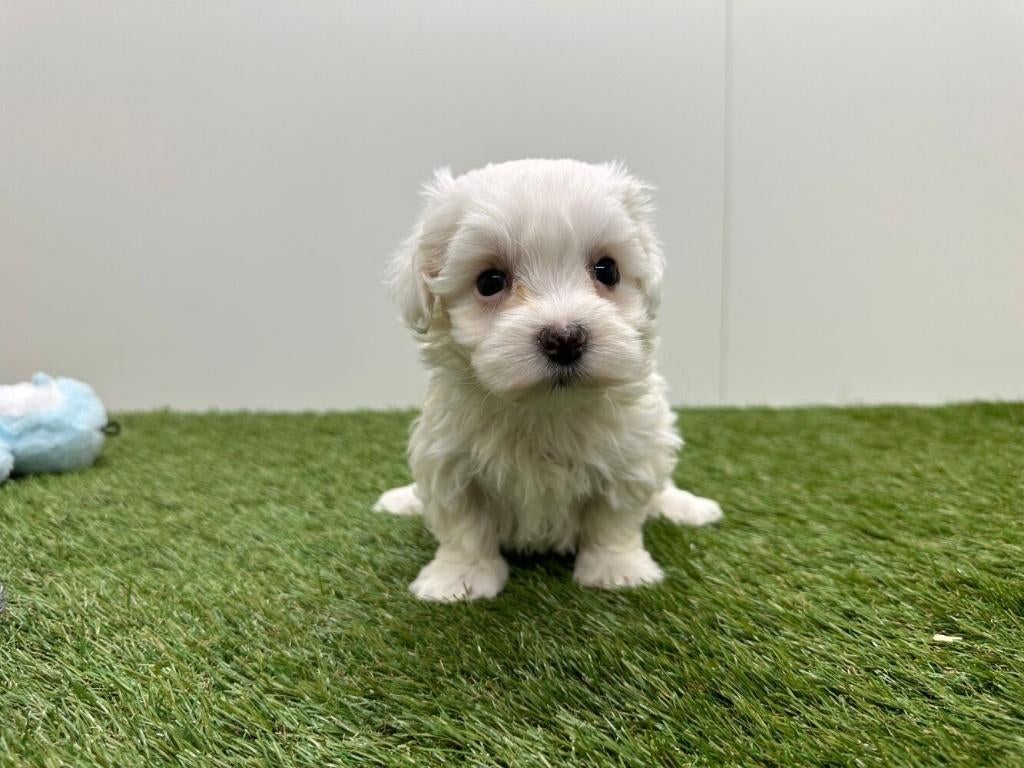 Nestje Maltezer pups, Parvo, België, Maltezer, 8 tot 15 weken