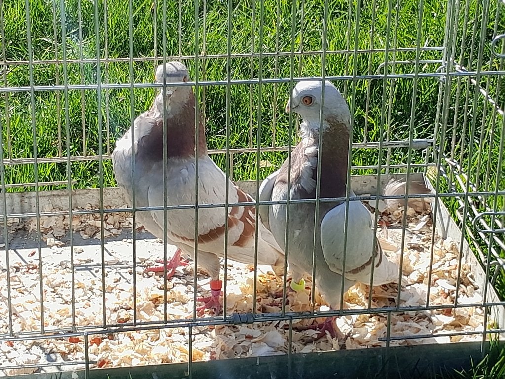 Figurita duif, Dieren en Toebehoren, Meerdere dieren, Overige soorten