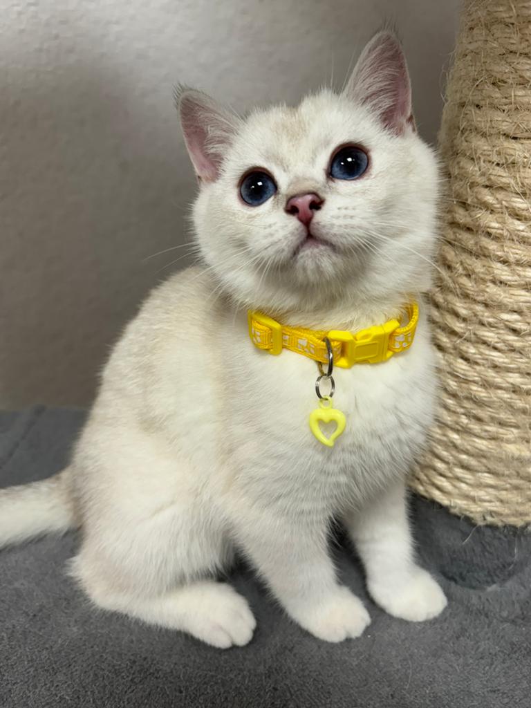 kittens Britse korthaar, Meerdere dieren, Gechipt, 0 tot 2 jaar