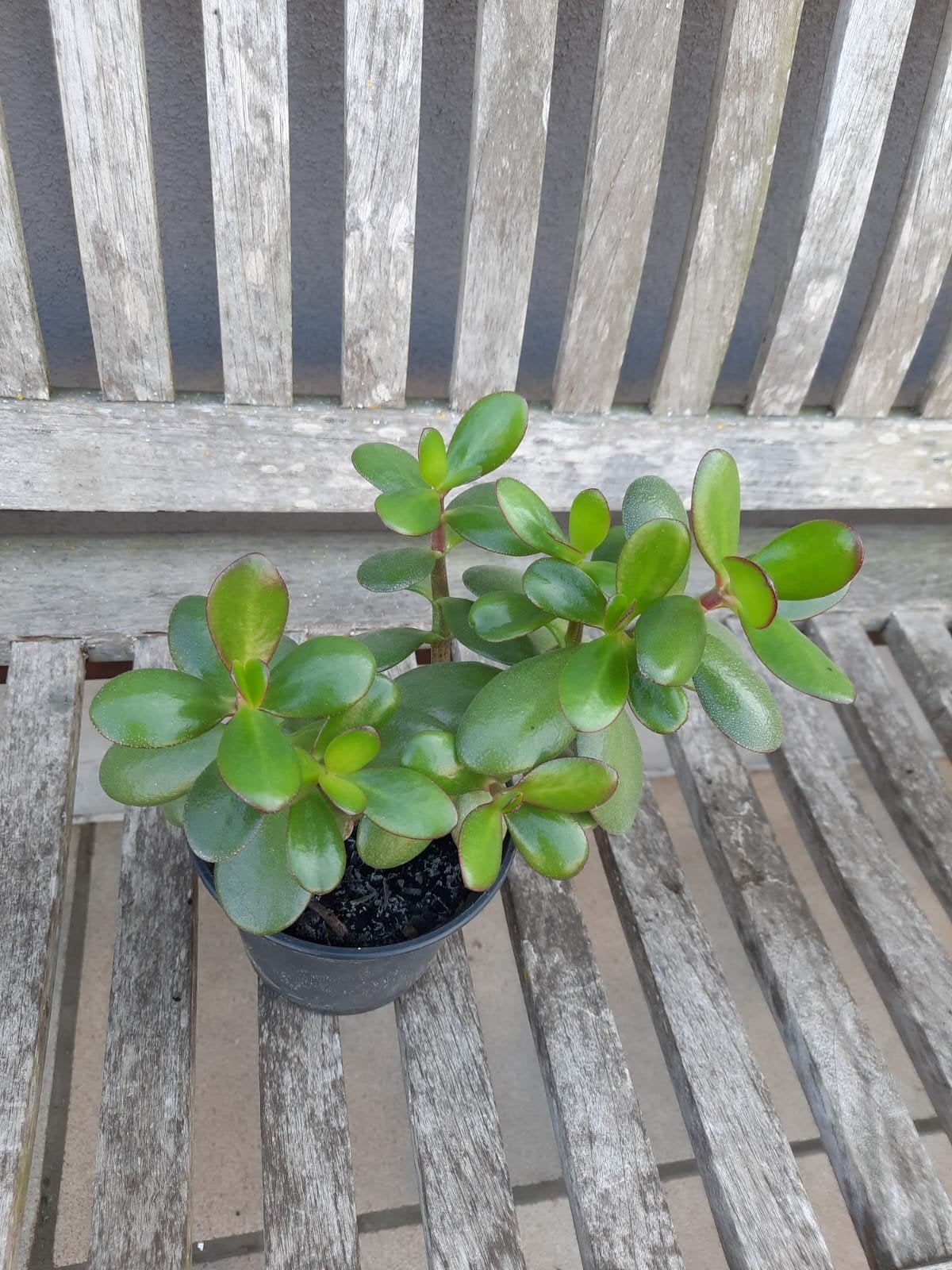 kamerplant, Tuin en Terras, Vaste plant, Bloeit niet, Halfschaduw, Ophalen
