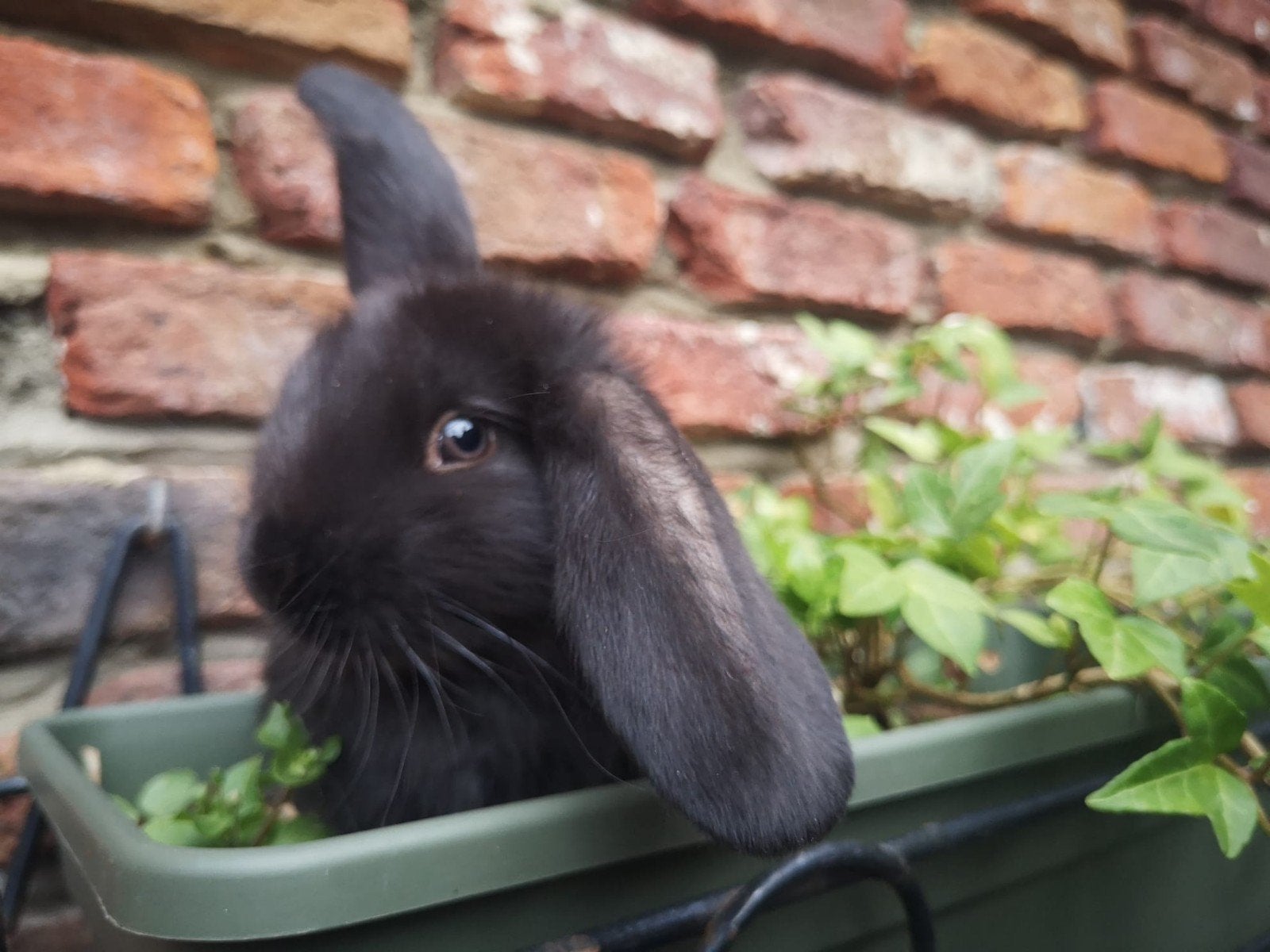 Franse hangoor, Dieren en Toebehoren, Konijnen, Groot, Hangoor