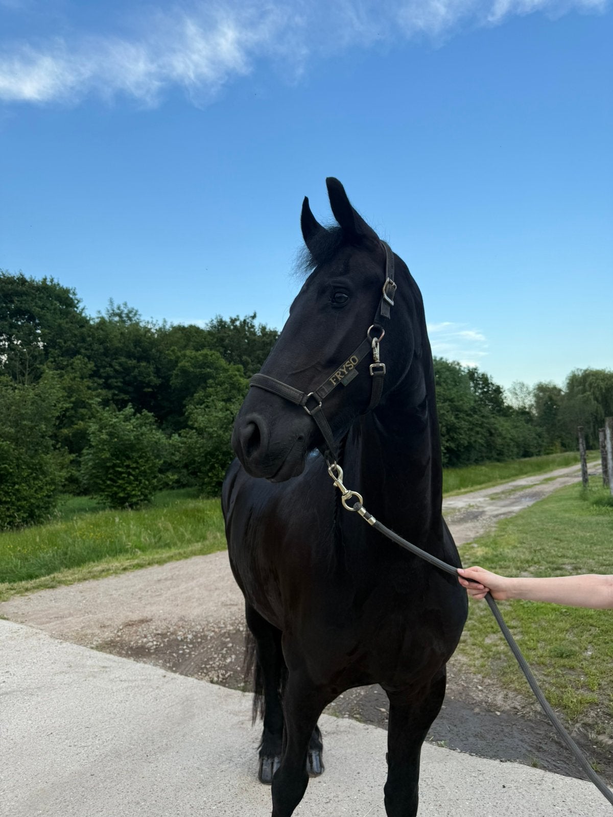 5 jarige friese merrie, Dieren en Toebehoren, Merrie