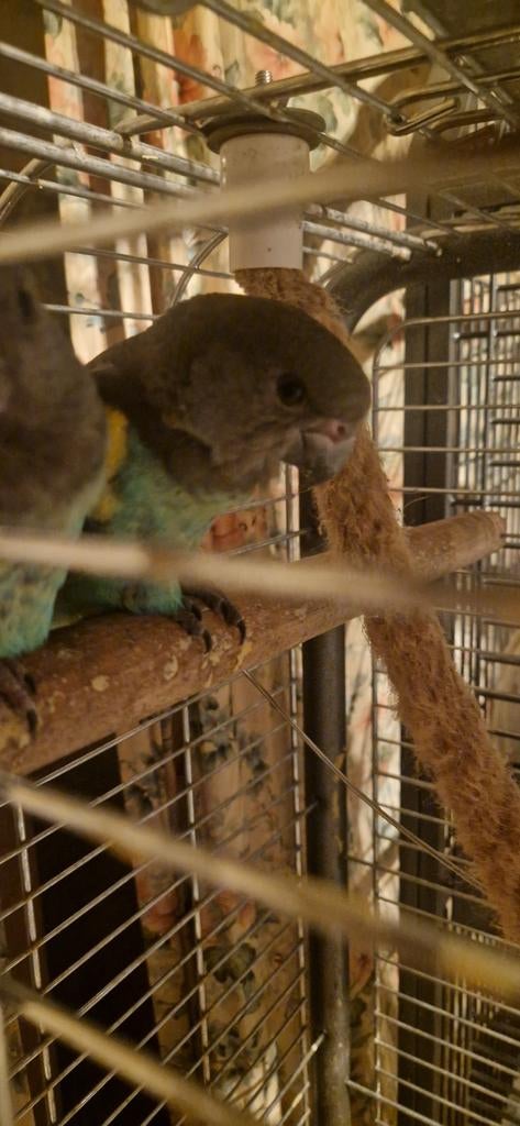 Meyer papegaaien, Dieren en Toebehoren, Meerdere dieren, Papegaai, Geringd