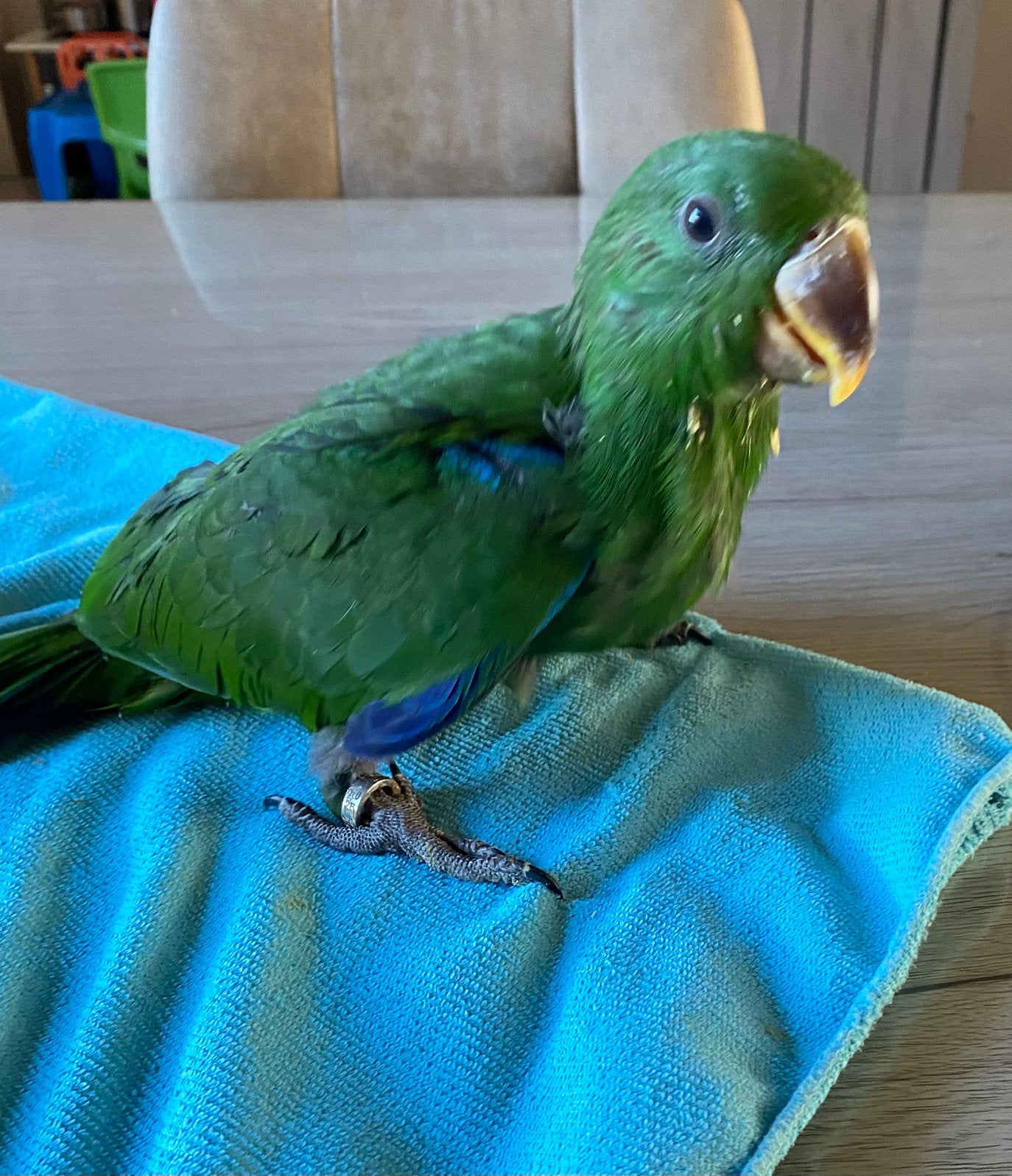 Eclectus Apprivoiser Eam, Mâle, Perroquet, Parleur