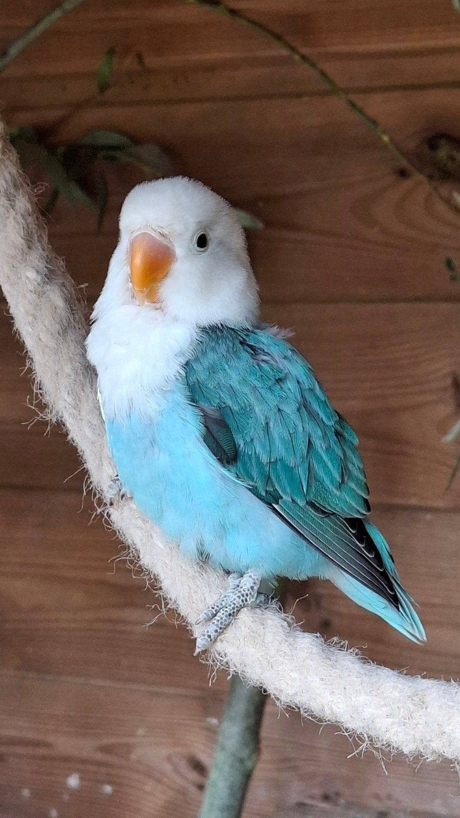 Jonge dwergpapegaai, Dieren en Toebehoren, Vrouwelijk, Dwergpapegaai of Agapornis, Geringd