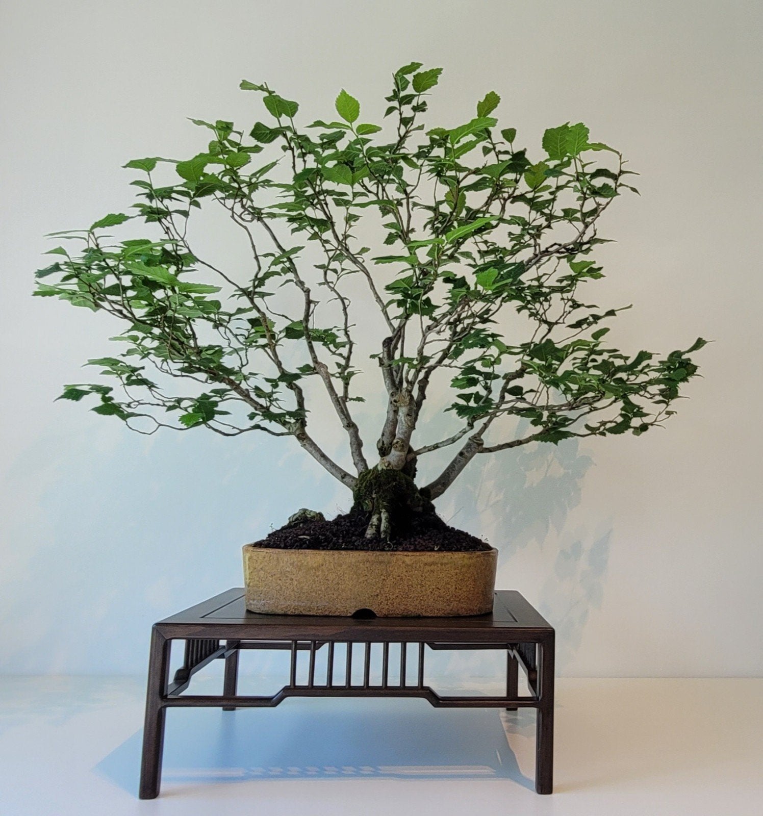 veldiep - ulmus procera bonsai, Ophalen