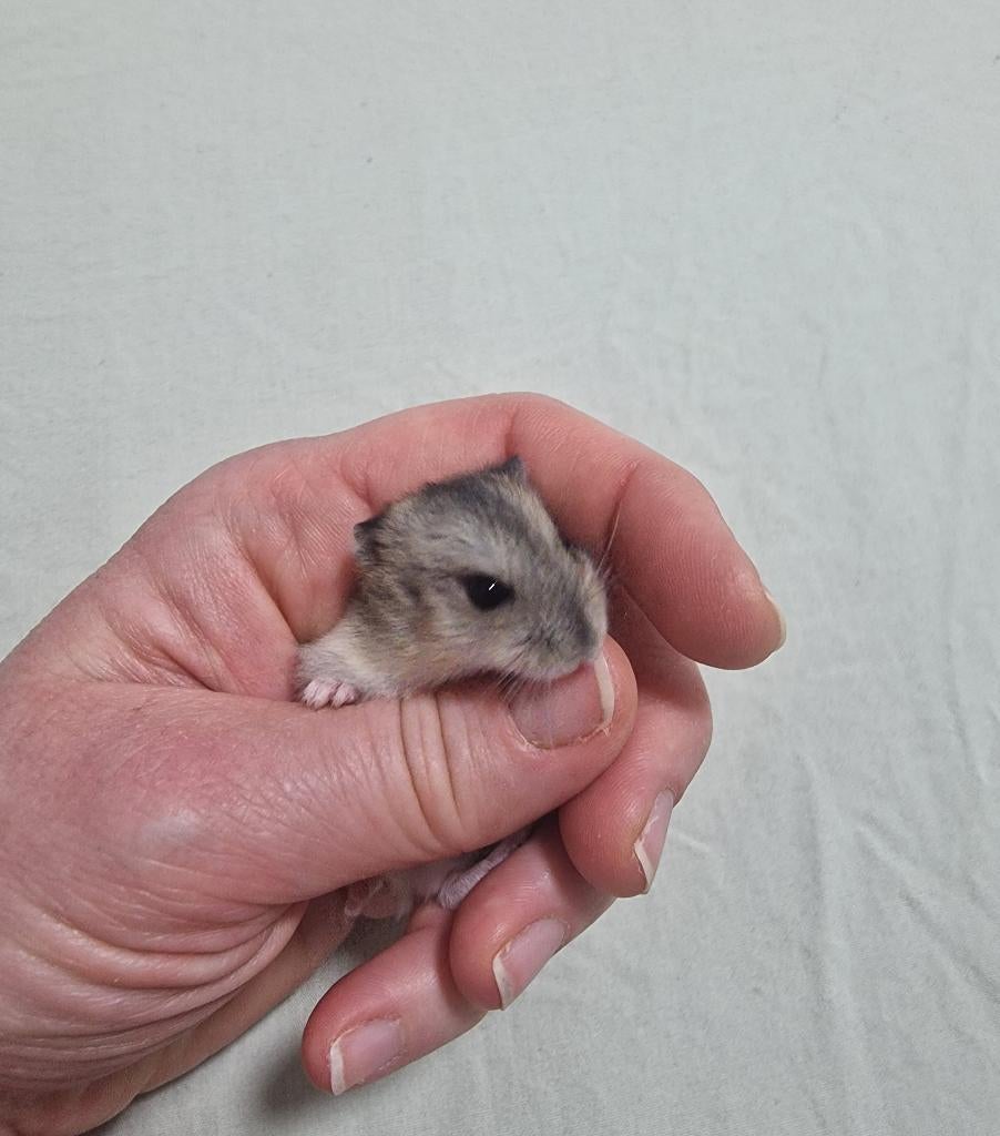 Jolis bébés hamsters nains Djoengar apprivoisés, Hamster, Mars, Domestique, Plusieurs animaux