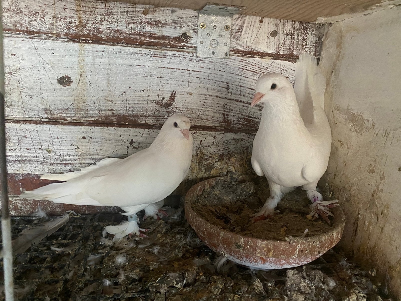 Mooi wit takla, Dieren en Toebehoren, Vogels | Duiven