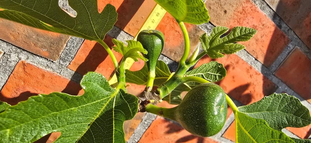 Figuier 'BROWN TURKEY' Ficus Carica 1v5, Figuier, En pot, Plein soleil, Moins de 100 cm