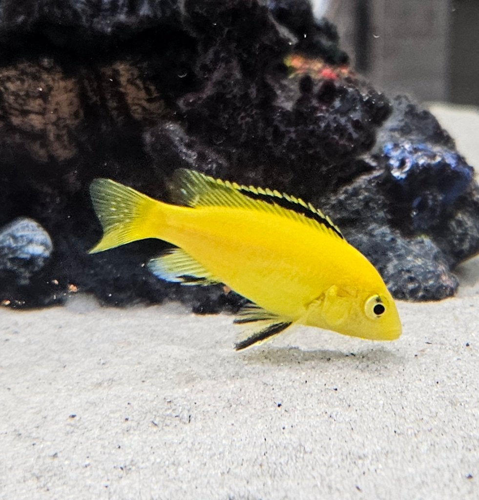 Cichlidés jaunes du Malawi Labidochromis careleus, Animaux & Accessoires, Poissons | Poissons d'aquarium, Poisson, Poisson d'eau douce