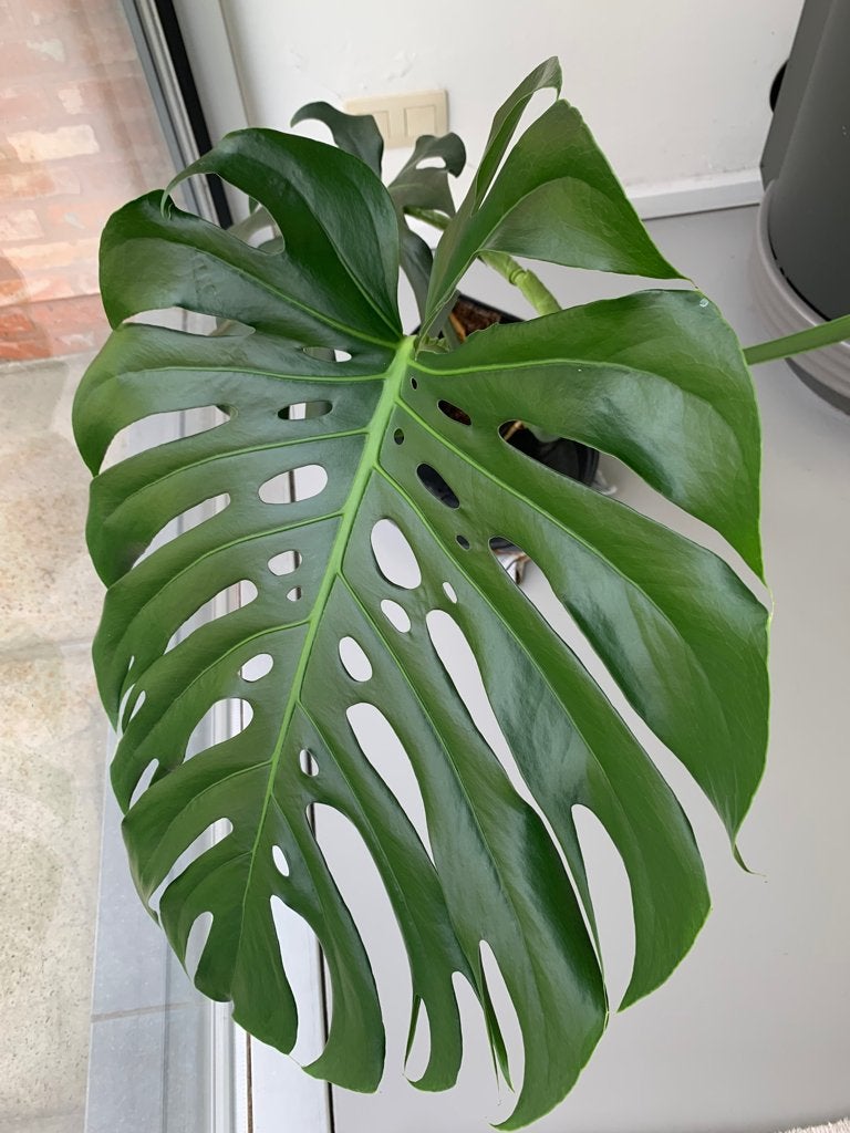 Plant Monstera deliciosa, Autres espèces, En pot, Moins de 100 cm, Enlèvement