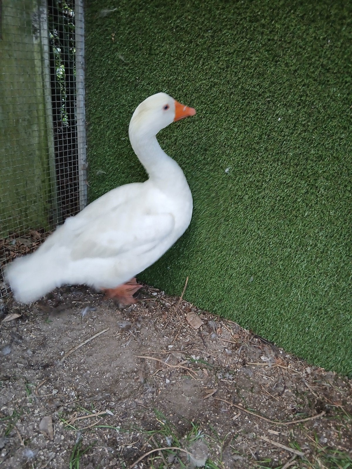 Witte mannetjes gans, Dieren en Toebehoren