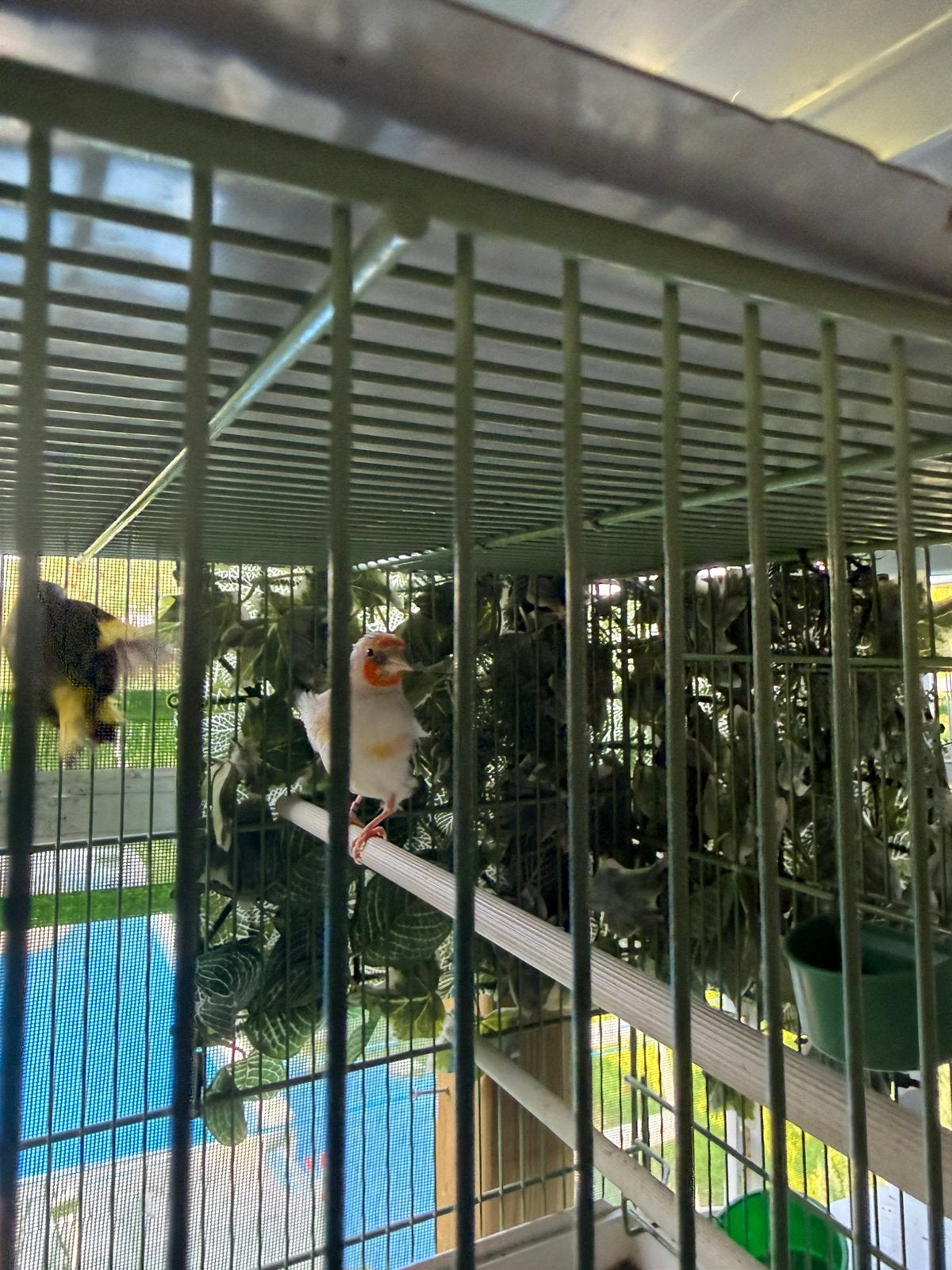 Chardonneret Major, Animaux & Accessoires, Femelle, Oiseau chanteur sauvage, Domestique