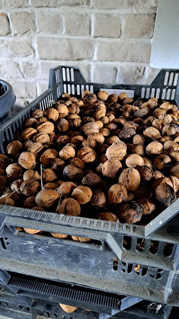 Lot okkernoten €2/kg, Divers, Enlèvement