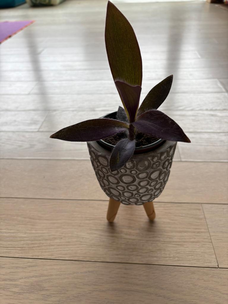 Tradescantia Pallida ( met of zonder sierpot), Huis en Inrichting, Kamerplanten, Overige soorten, In pot, Minder dan 100 cm, Bloeiende kamerplant
