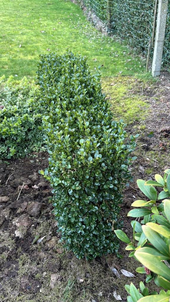 Buxus haagje, Tuin en Terras, Ophalen, Buxus, Haag, Minder dan 100 cm