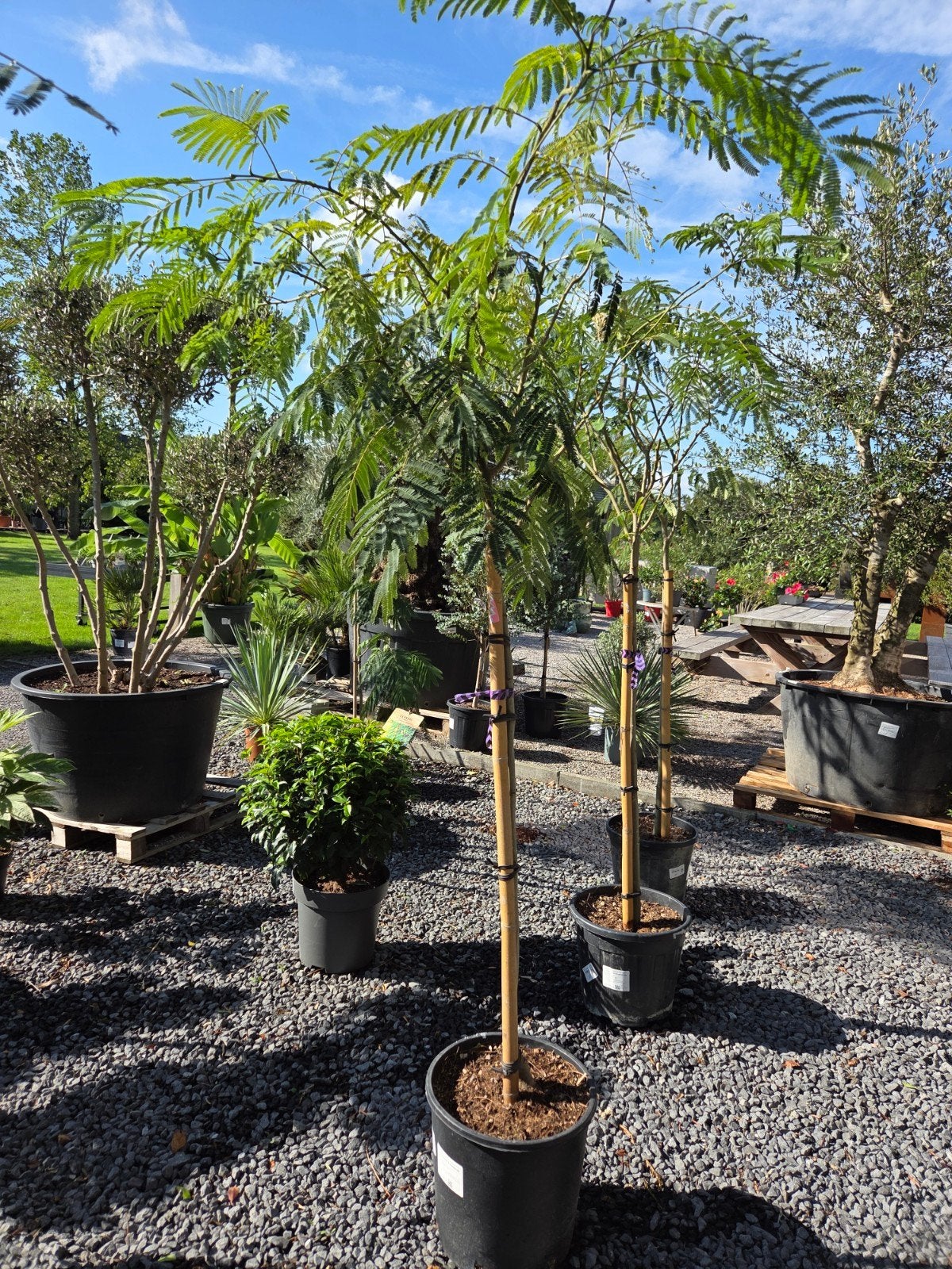 Albizia Julibrissin Ombrella - Perzische slaapboom, Ophalen