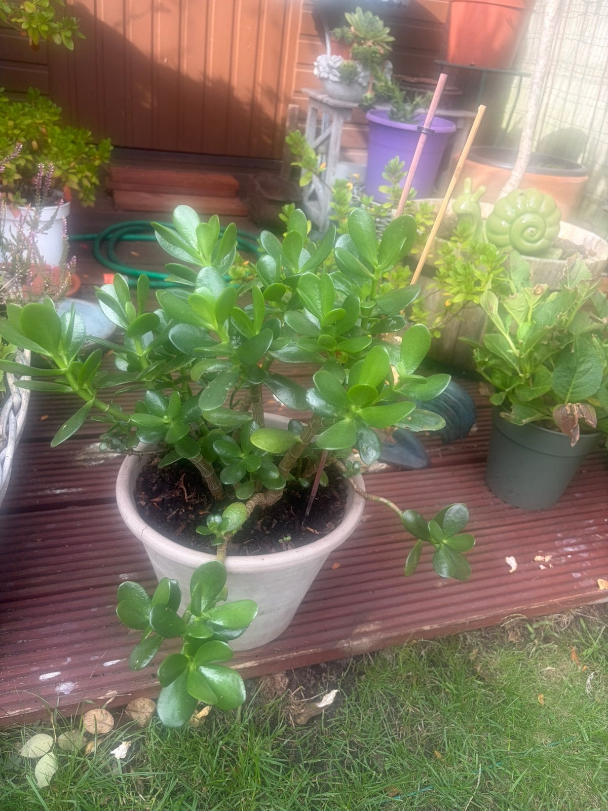 Prachtige jade/geldboom met pot, Tuin en Terras, Ophalen