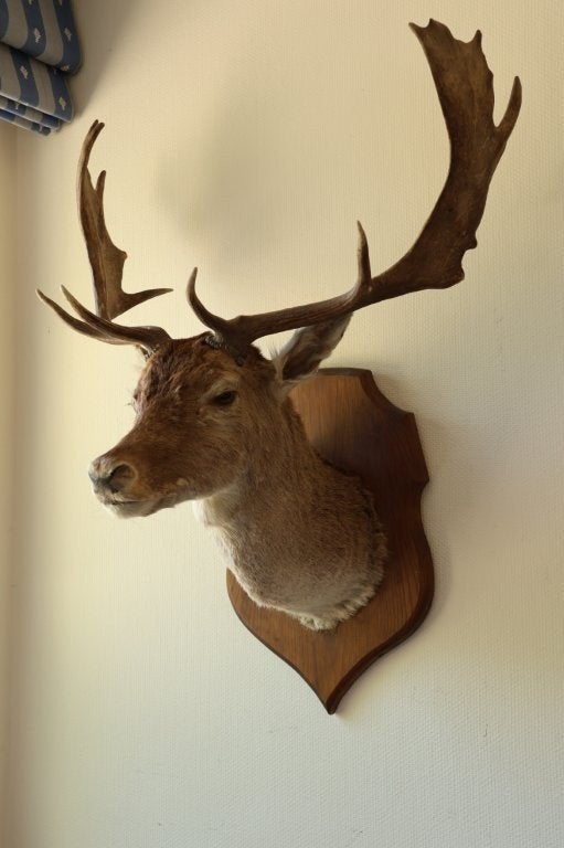 Taxidermie opgezette kop damhert, Ophalen, Gebruikt, Hert, Gewei of Kop