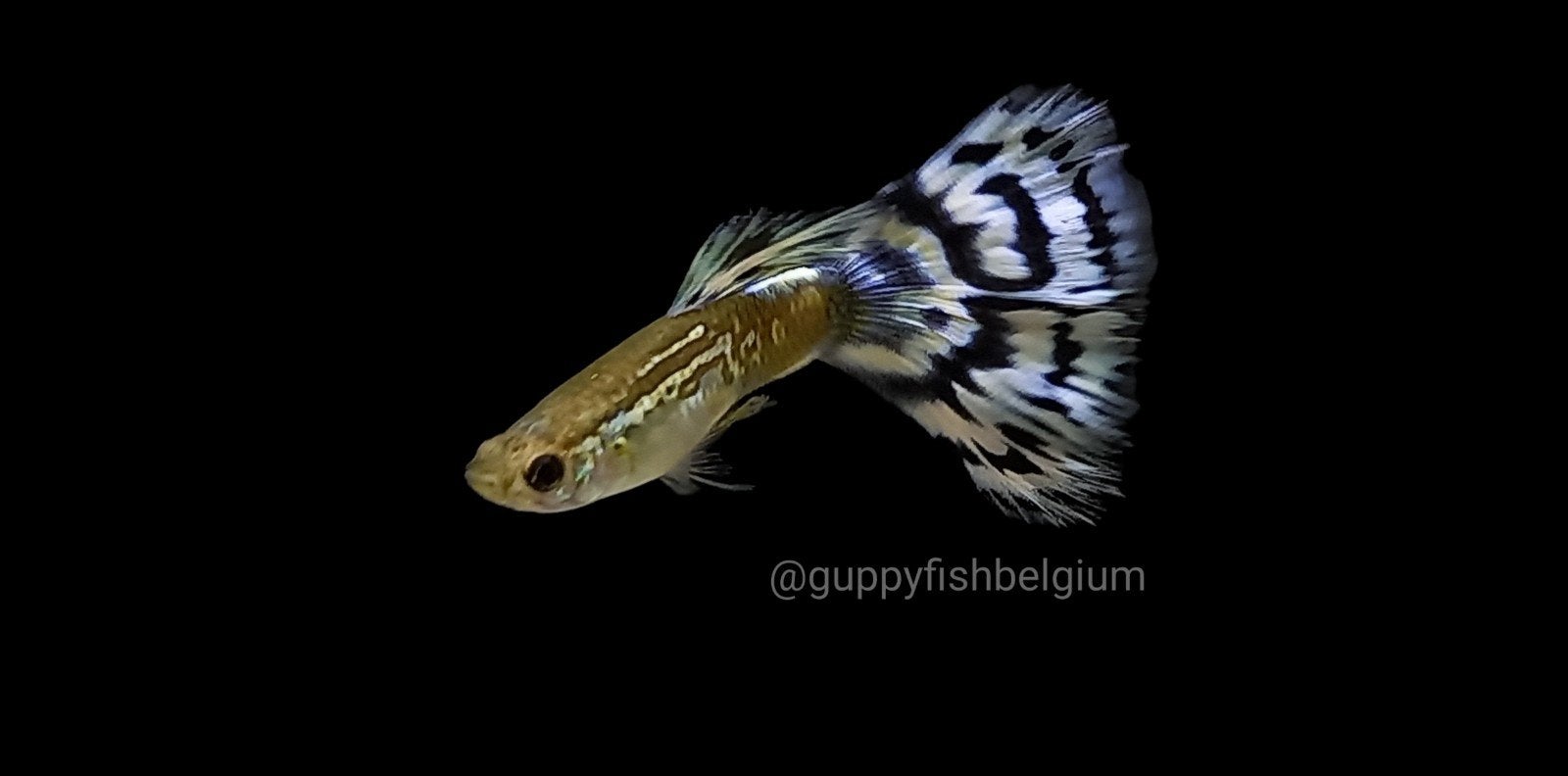 guppen en endlers, Dieren en Toebehoren, Vissen | Aquariumvissen, Vis, Zoetwatervis, Schoolvis