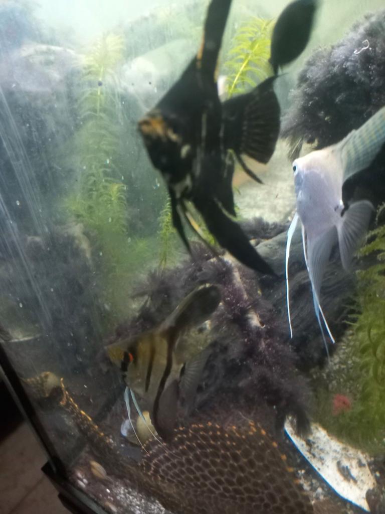 Aqaurium met kast en visbestand, Dieren en Toebehoren, Ophalen, Inclusief vissen, Juwel, Gevuld zoetwateraquarium