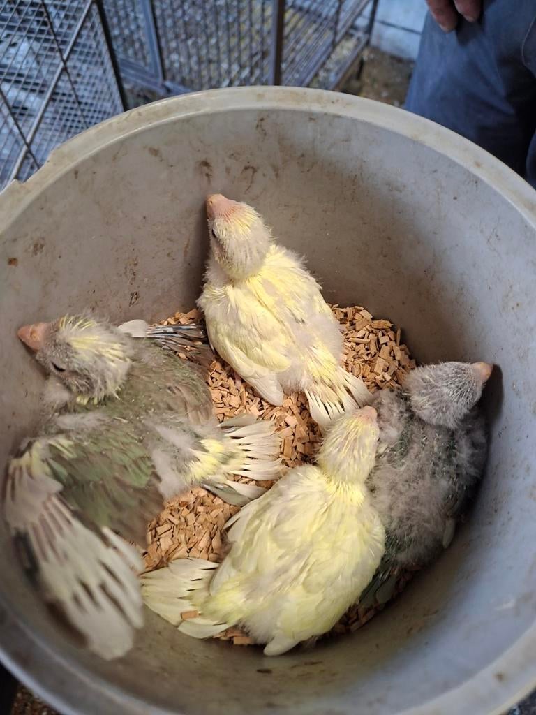 Kakariki's om handtam te maken, Dieren en Toebehoren, Geslacht onbekend, Parkiet, Geringd