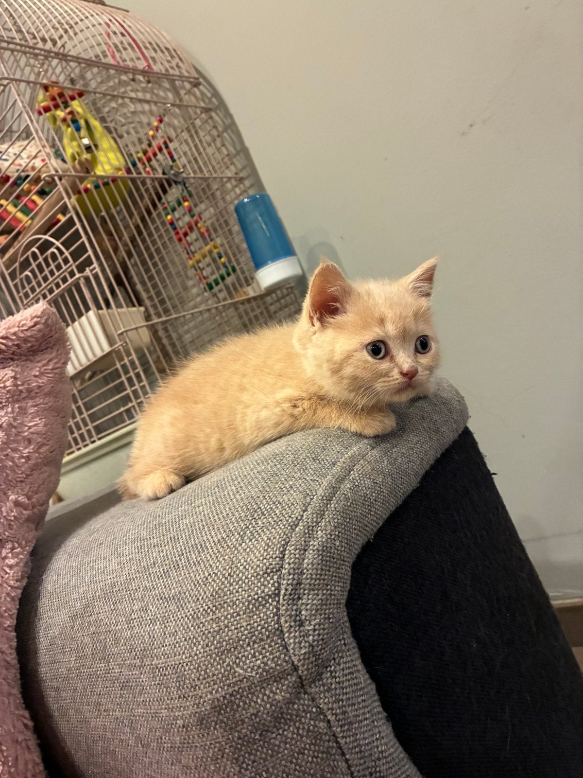 3 brits korthaar kittens, Meerdere dieren, Met stamboom, 0 tot 2 jaar