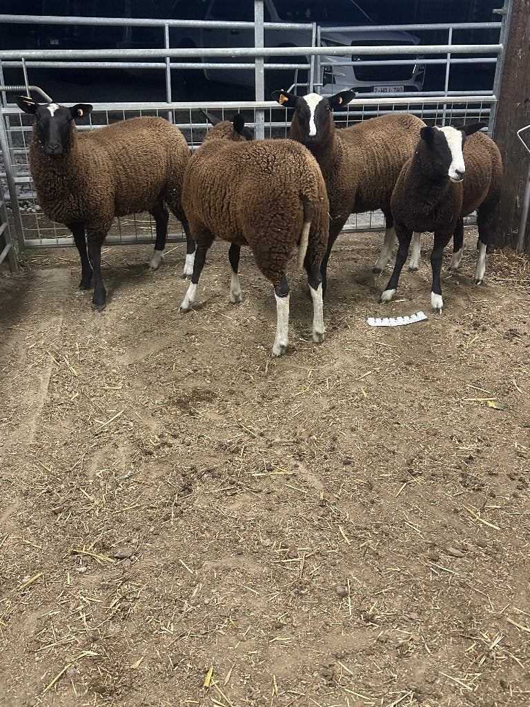 4 ooilammeren, Dieren en Toebehoren, Schapen, Geiten en Varkens, Vrouwelijk, Schaap, 0 tot 2 jaar