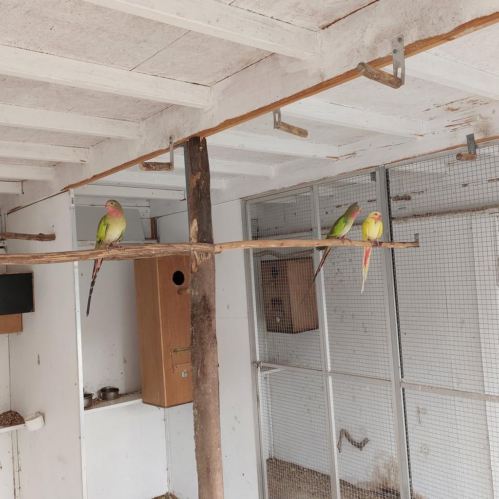 Princess Parkieten, Dieren en Toebehoren, Vogels | Parkieten en Papegaaien, Geringd