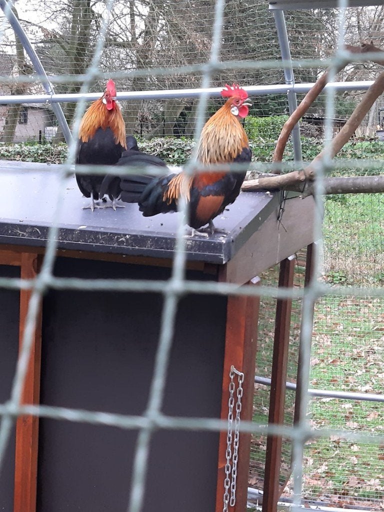 Hollandse kriel haantjes, Dieren en Toebehoren, Mannelijk, Kip
