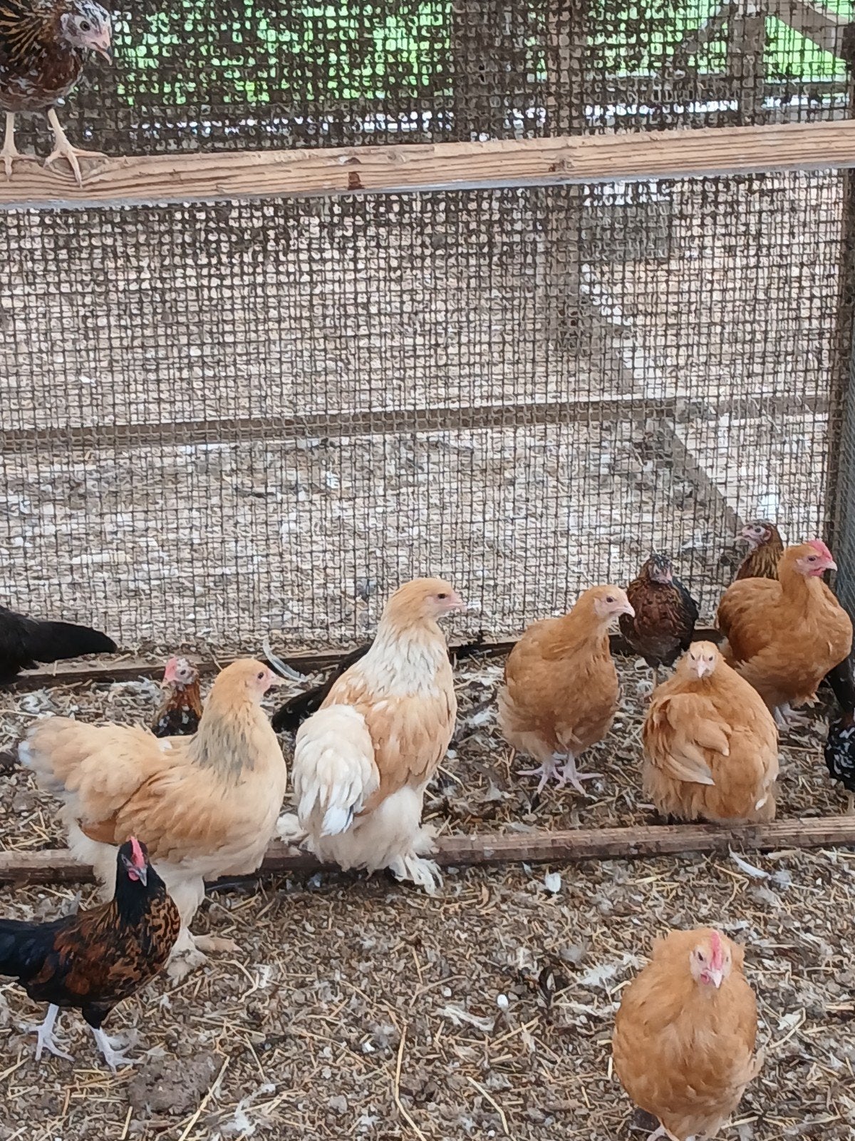 Kuikens geboren op 29/06, Dieren en Toebehoren, Pluimvee, Meerdere dieren, Kip