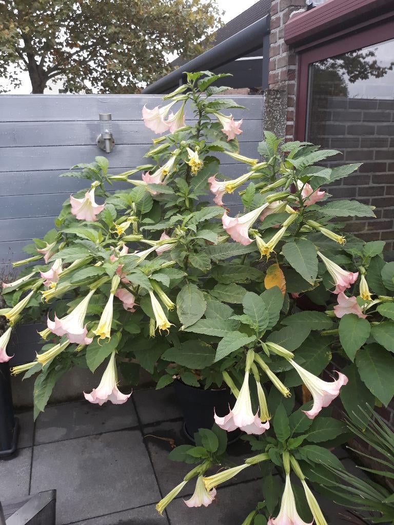 scheuten van trompetplanten, Tuin en Terras, Volle zon, Vaste plant, Zomer, Ophalen