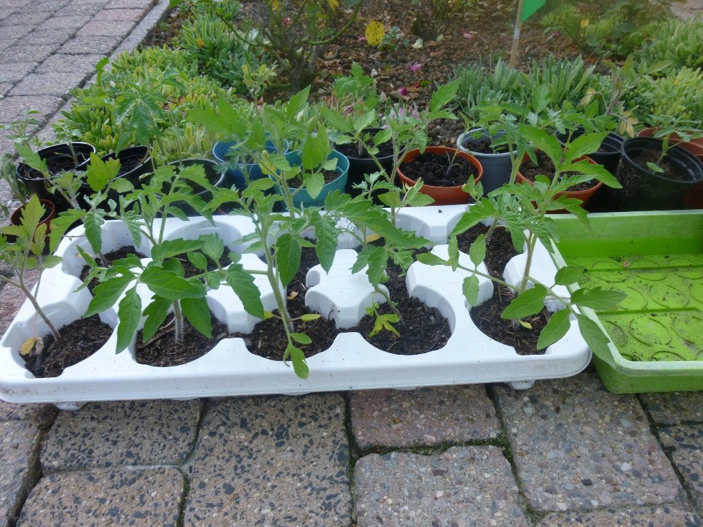 tomatenplanten, Tuin en Terras, Planten | Tuinplanten, Ophalen, Volle zon, Groenteplanten, Eenjarig
