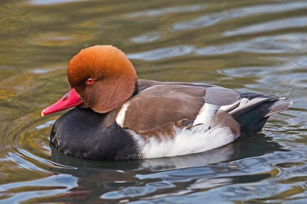 jonge krooneend man, Mâle, Canard