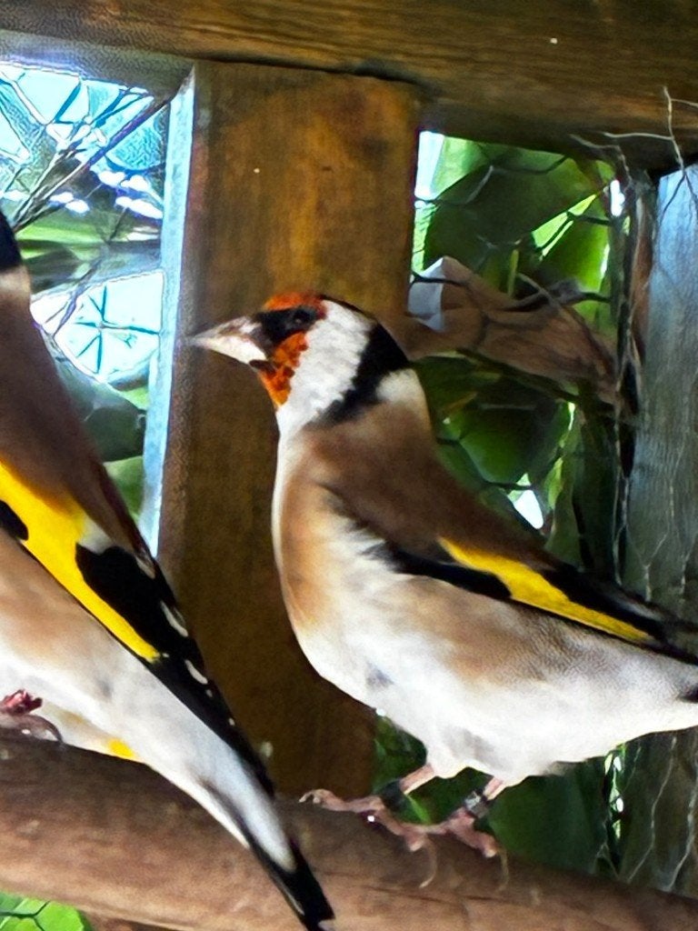 putters, Meerdere dieren, Wildzangvogel, Geringd