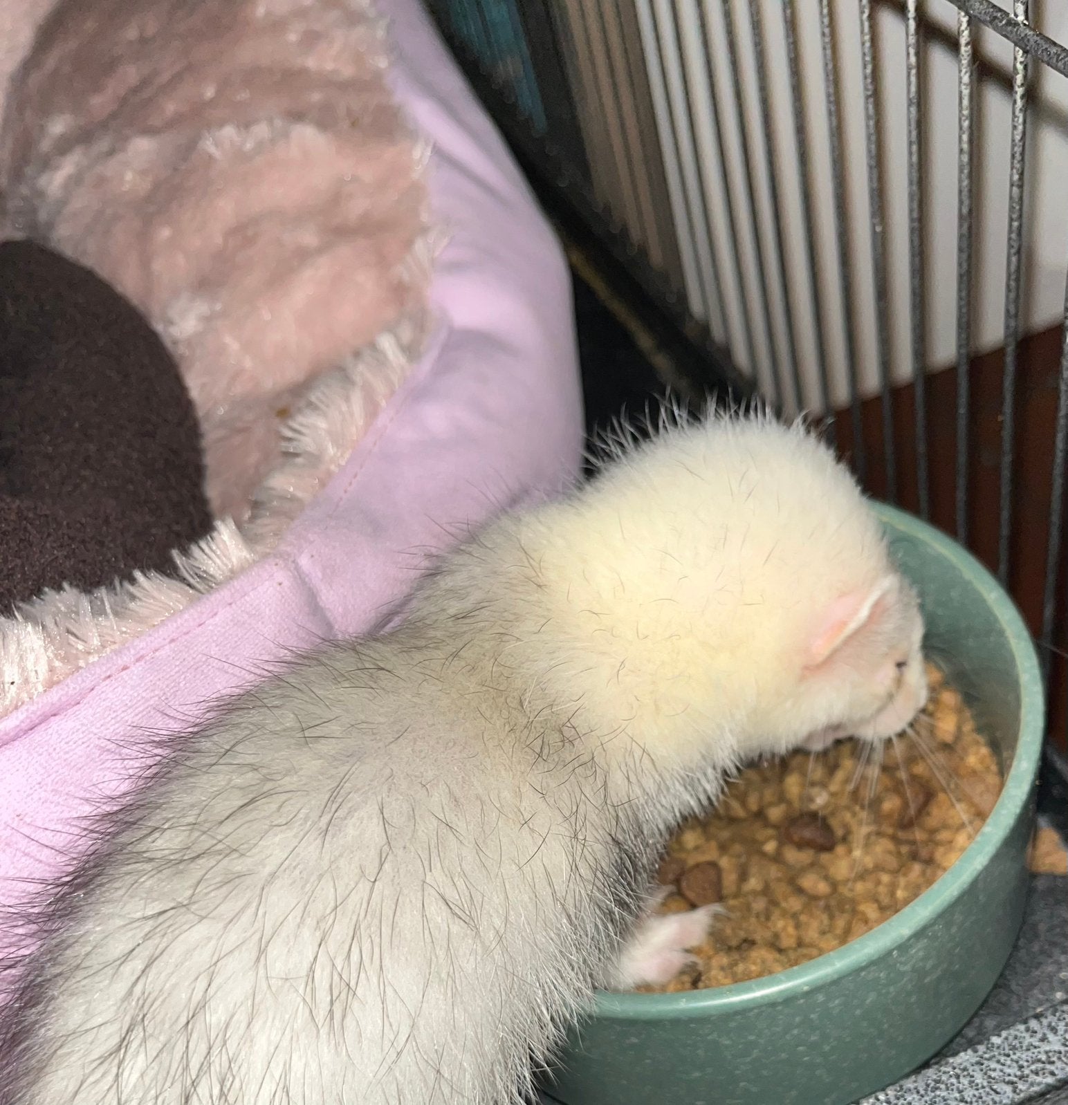 Cinnamon fretje 3 maanden moer, Dieren en Toebehoren, Juli, Meerdere dieren, Fret