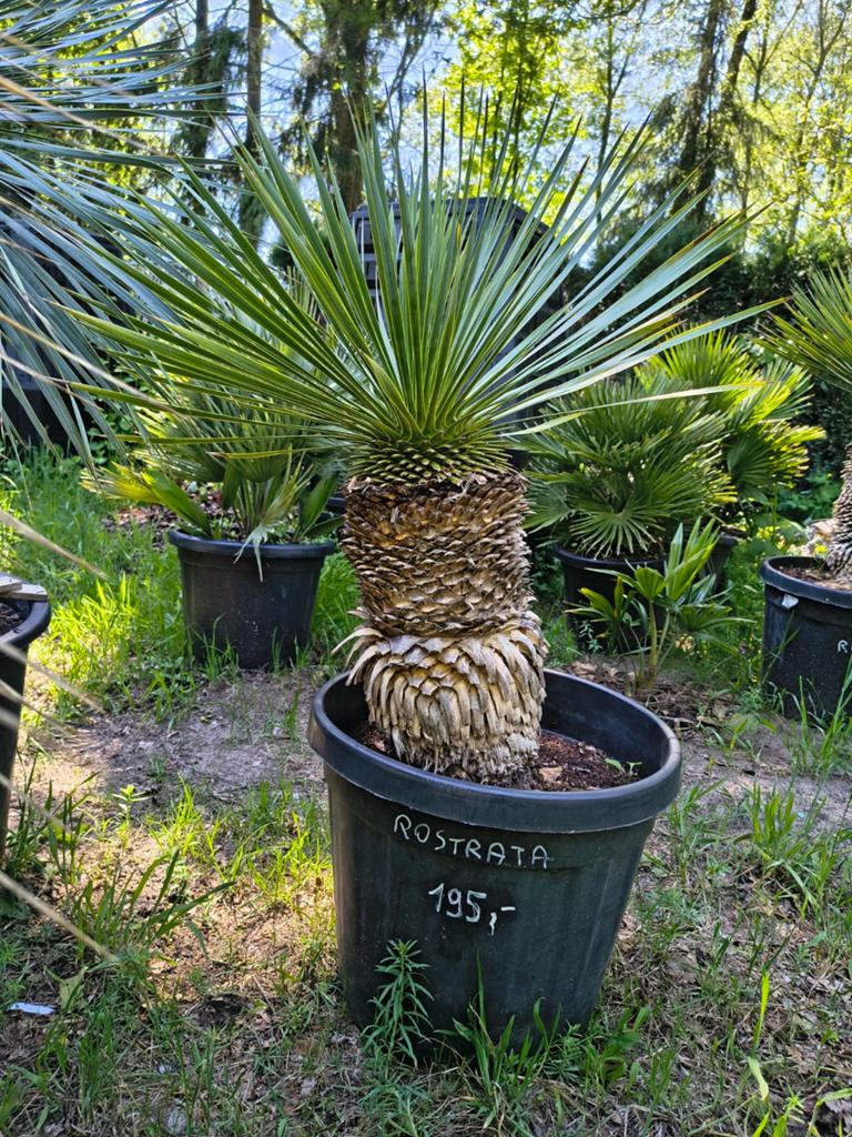 Palmboom Yucca Rostrata Te Koop Intermassa BV Stekene, Ophalen, Zomer, Olijfboom
