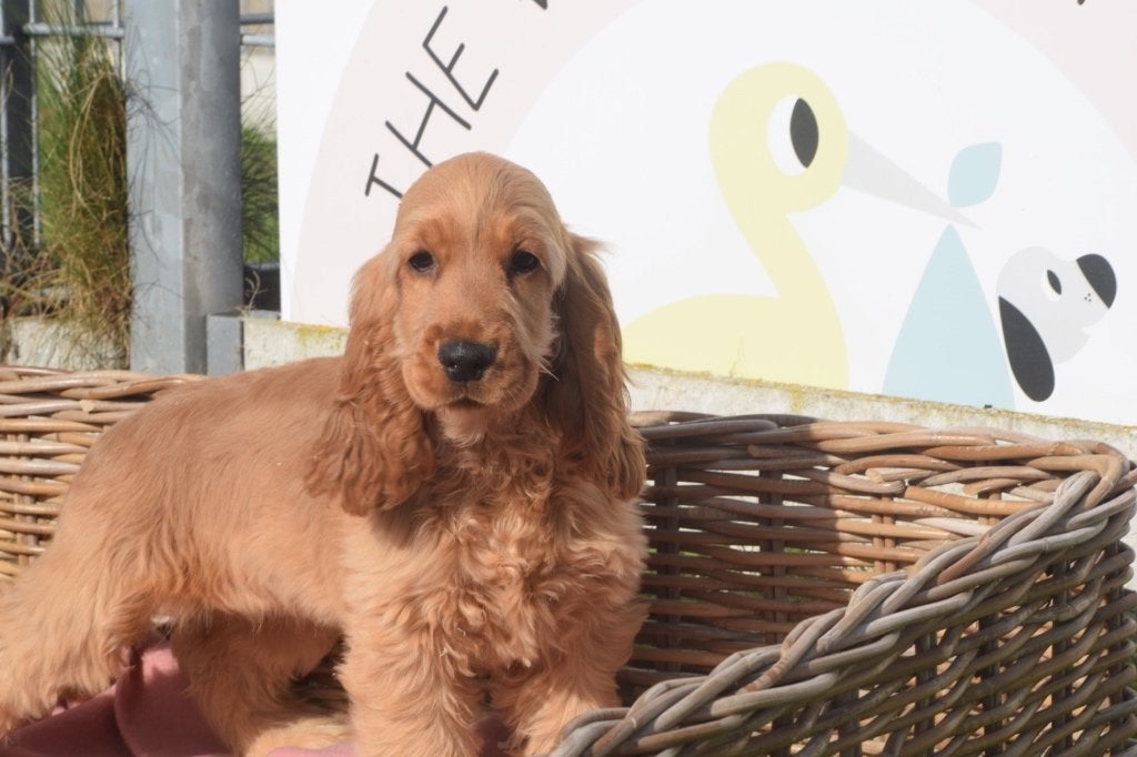 Engelse cocker spaniel pup, Dieren en Toebehoren, 15 weken tot 1 jaar, Buitenland, CDV (hondenziekte), Meerdere