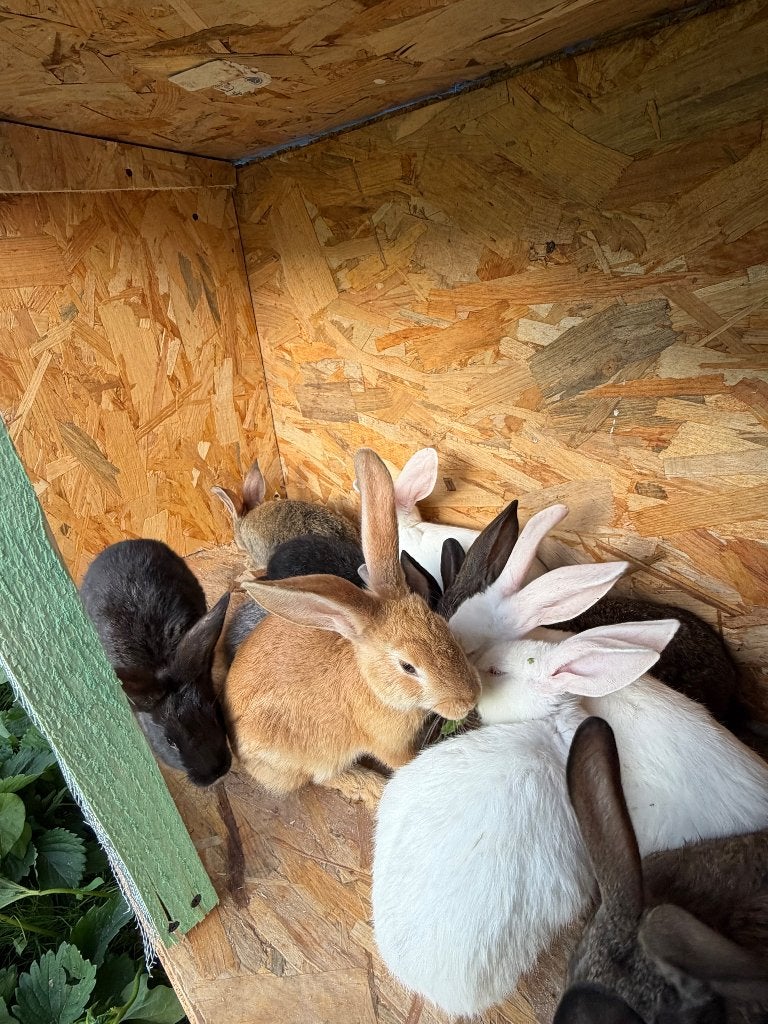 Animaux, Boeken, Dieren en Huisdieren, Ophalen of Verzenden, Nieuw, Konijnen of Knaagdieren, Divers