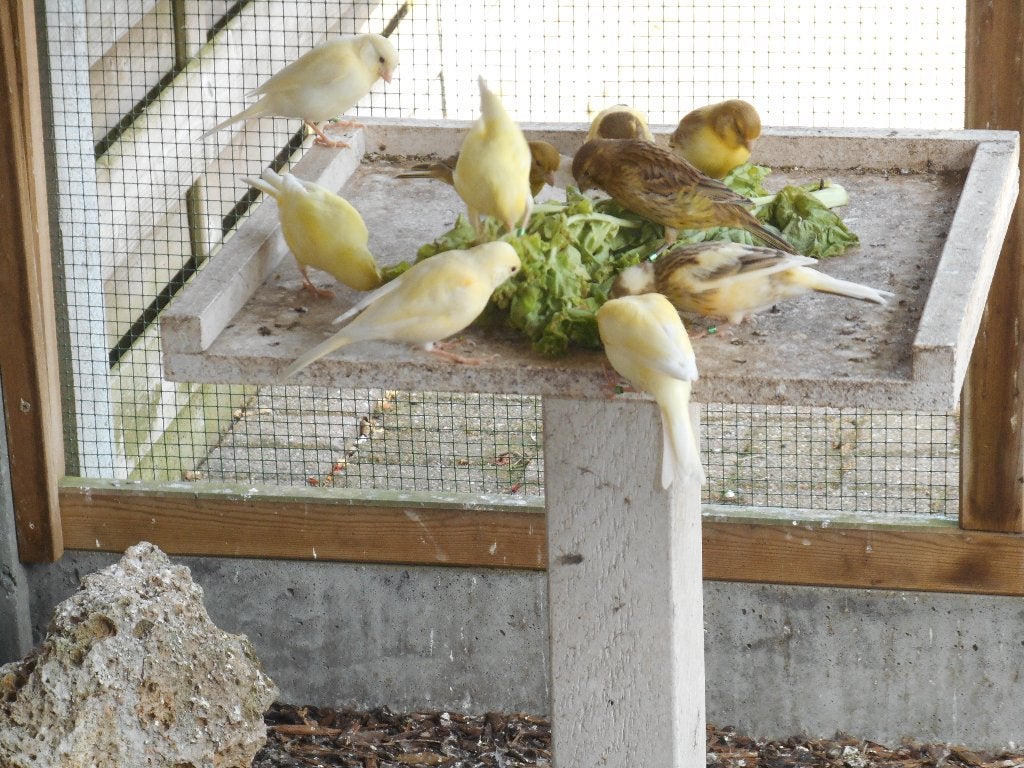 kanaries, Dieren en Toebehoren, Kleurkanarie