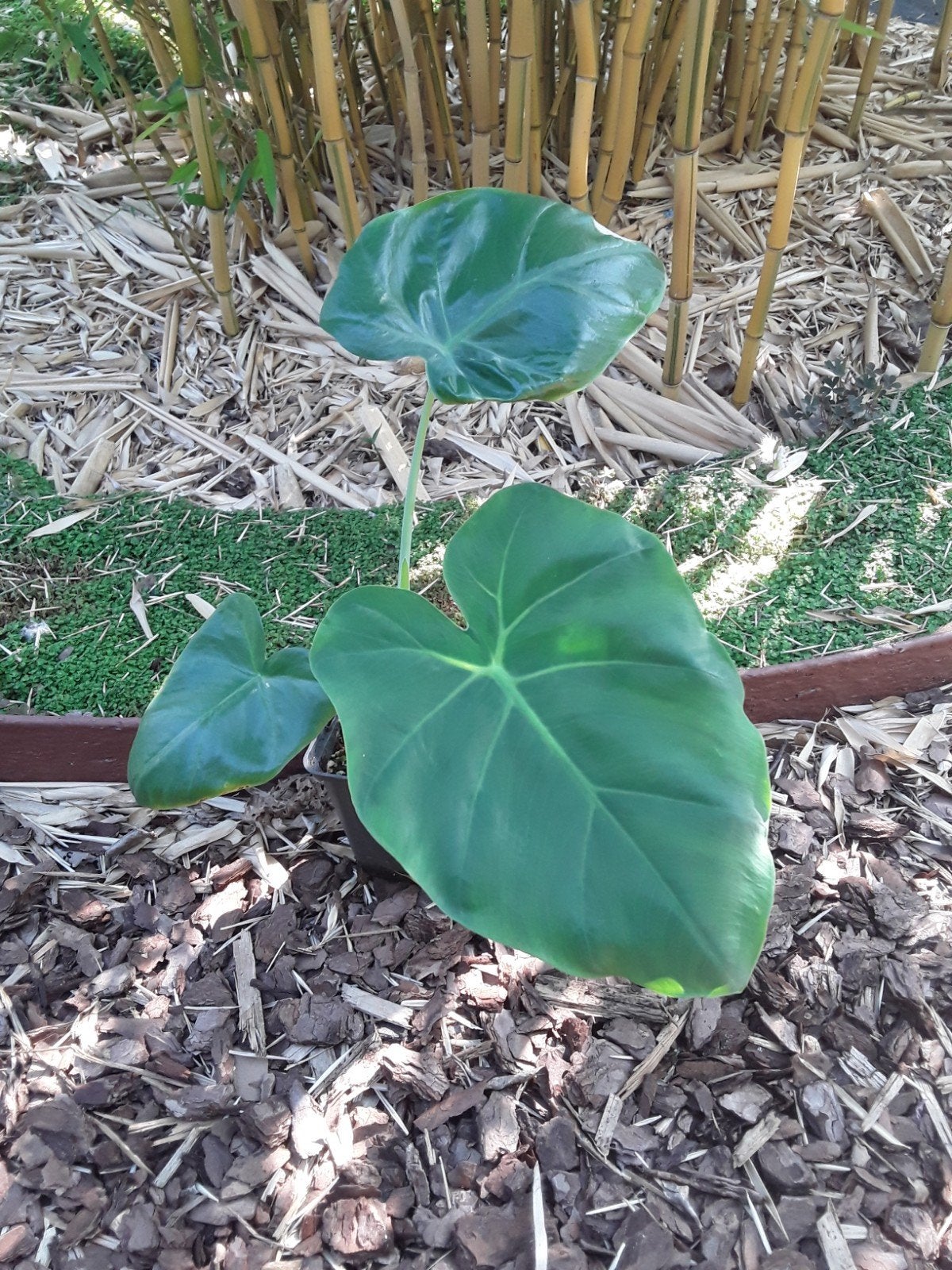 Leucocasia giganthea, Tuin en Terras, Ophalen of Verzenden