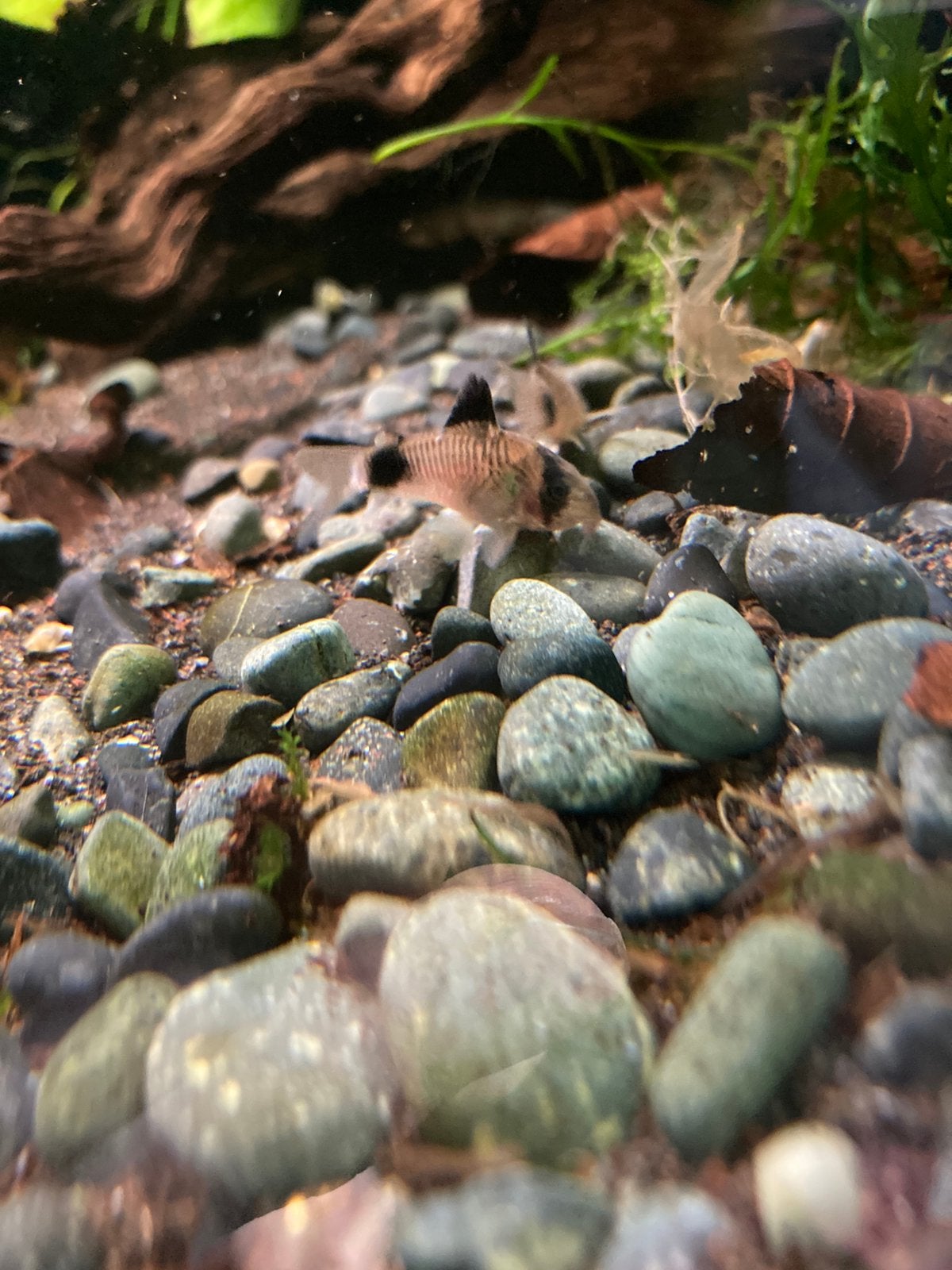 Jonge corydoras panda, Poisson, Poisson d'eau douce, Banc de poissons