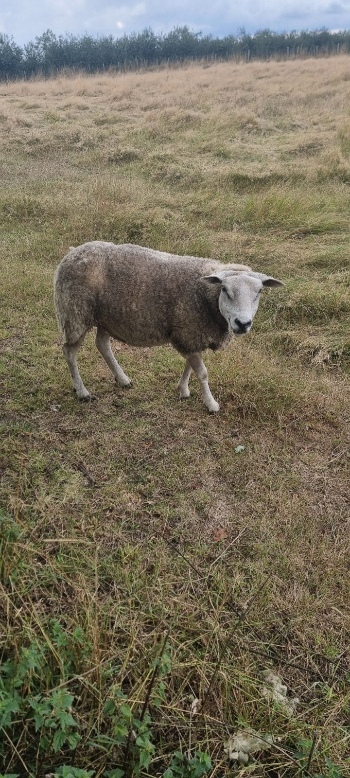 texel français, Meerdere dieren, Schaap, 0 tot 2 jaar