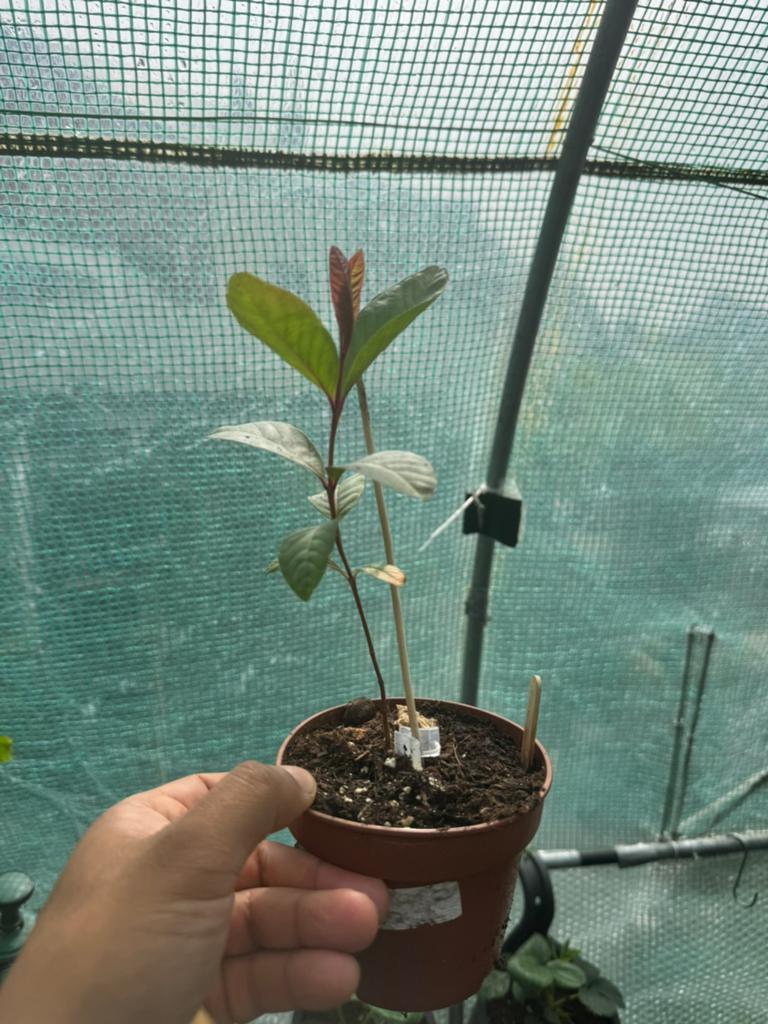 Guave zaailing – Jonge tropische fruitplant (2 beschikbaar), Tuin en Terras, Planten | Fruitbomen, Ophalen, Overige soorten, Volle zon