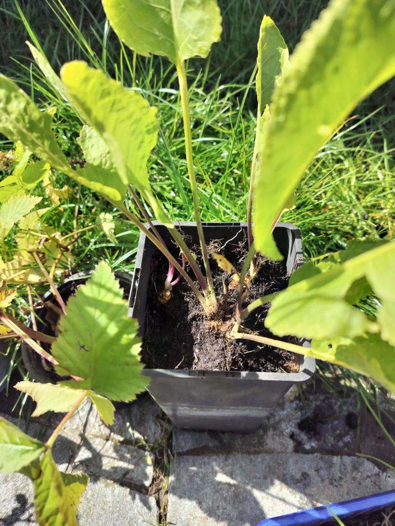 Bessen kruiden, Jardin & Terrasse, Plantes | Jardin, Herbes, Enlèvement