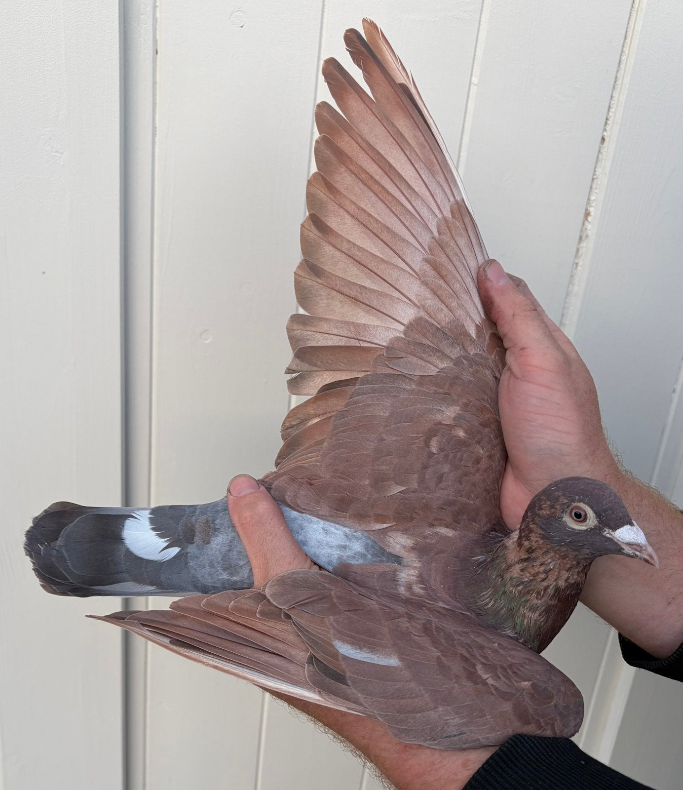 Jong choco/Meulemans koppel, Dieren en Toebehoren, Meerdere dieren, Postduif