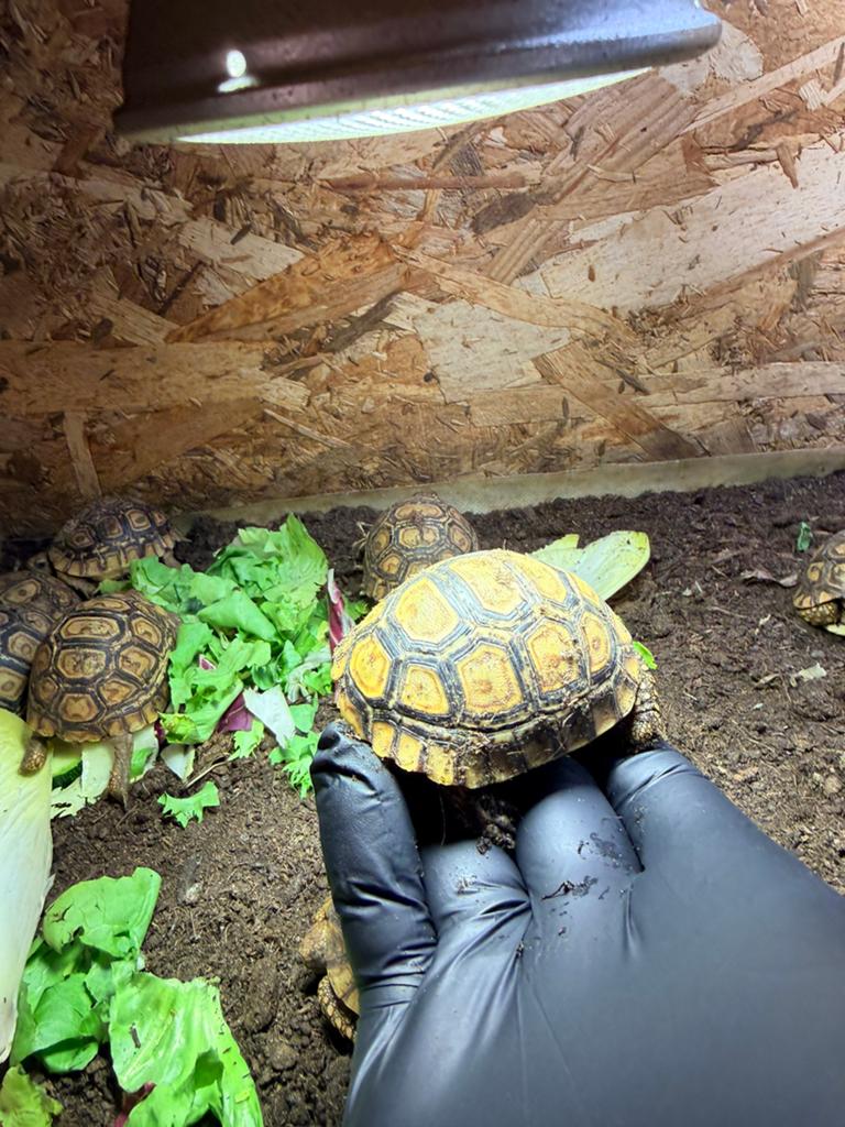 Tortue pardalis babcoki, Tortue