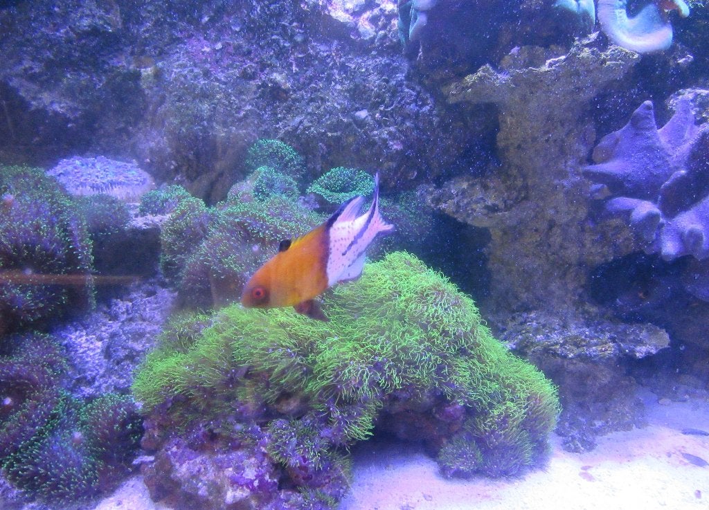 AQUARIUM RECIFAL, Animaux & Accessoires, Enlèvement, Utilisé, Decoratie